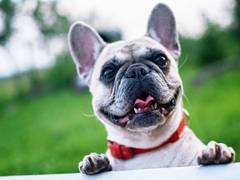 
      
      Dogs are able to detect stress, anxiety in humans: Study
      
      