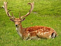 
      
      Energy development holds up deer during spring migration: Study
      
      
