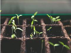 
      
      Study reveals how unprecedented level of insects harming plants
      
      