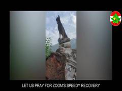
      
      Next 24-48 hours critical for Army assault dog 'Zoom'
      
      