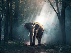 
      
      How fluctuation in oxygen levels could have accelerated evolution
      
      