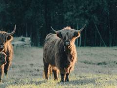 
      
      Fluctuating oxygen levels may have accelerated animal evolution
      
      