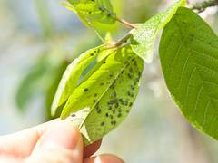 
      
      Unusually large number of insects are destroying plants: Study
      
      