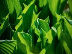 
      
      New study reveals how photosynthesis adapted to rise of oxygen
      
      