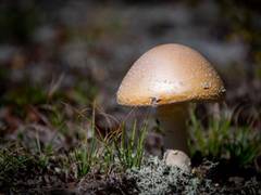 
      
      Research reveals how mushrooms become 