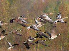
      
      Villagers are celebrating Diwali without firecrackers for birds
      
      