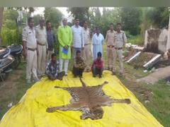 
      
      6 accused held with tiger, leopard skins in C'garh
      
      