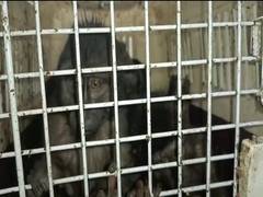
      
      Assam forest officials recover 13 exotic animals in Cachar...
      
      