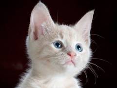 
      
      How virus that affects cat kidneys could affect humans
      
      