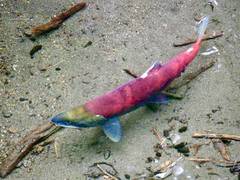 
      
      Food quality may be key for development of young sockeye salmon
      
      