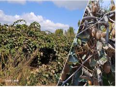 
      
      Kashmiri farmers opting for non-traditional fruits like Kiwi
      
      