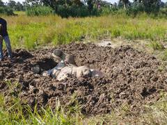 
      
      Villagers allegedly kill elephant calf
      
      
