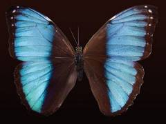 
      
         Butterfly wing designs evolve from 