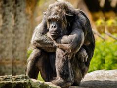 
      
      Majority of European chimps are Vitamin D deficient: Study
      
      