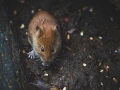 
    Maternal, paternal exercise in mice influences offspring's health
    