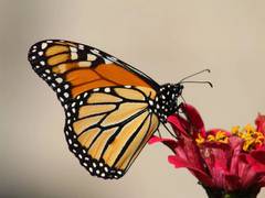 
      
       'junk' DNA can build different looking butterfly wings: Study
      
      