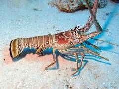 
      
      Unable to catch enough lobsters, Rameswaram fishermen worried
      
      