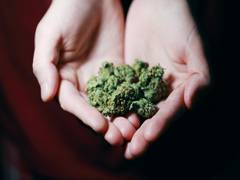 
      
      Cannabis use exacerbates pain following surgery: Research
      
      