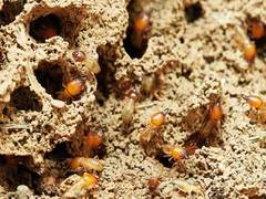 
      
      Pakistan's Sindh districts come under termite attack  
      
      
