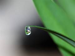 
      
       Plant water stress, not termites cause mysterious circles
      
      