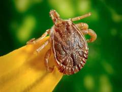 
      
      Prescribed fire lowers tick population, pathogen transmission
      
      