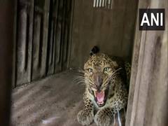 
      
      Toddler dies after attack by leopard in Maharashtra's Goregaon
      
      