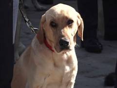 
      
      Nepal celebrates 'Dogs' day' on Kukur Tihar
      
      