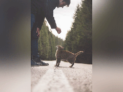 
      
      People high in emotions drawn to cats for stress relief programs
      
      