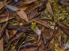 
      
      6 lakh tonnes of CO2 can be saved by leaving garden waste alone
      
      