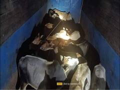 
      
      Over 4 dozen cattle seized from smugglers in Assam's Nagaon
      
      