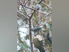 
      
      Hybrid songbirds commonly found in human-altered environment
      
      