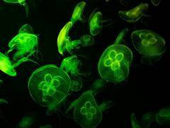 
      
      Pathogens can hitch a ride on plastic to reach the sea: Study
      
      