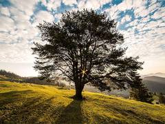 
      
      Tree rings provide insight into destructive radiation storm
      
      