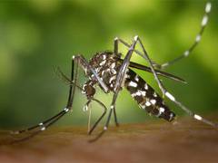 
      
      Cancer drug might be helpful against malaria: Research
      
      