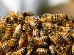 
      
      Physical traits of flowers affect health of bumble bees
      
      