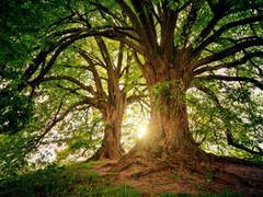 
      
      'Deforestation-Free' Supply Chain Pledges
      
      