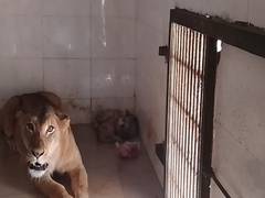
      
      MP: Lioness gives birth to 3 cubs in Gwalior zoo 
      
      