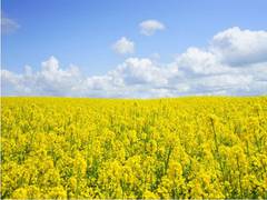 
      
      Industry body SEA seeks GM mustard from Centre for cultivation
      
      