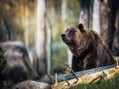 
      
      Carnivore gut microbe offer insight into health of wild ecosystem
      
      