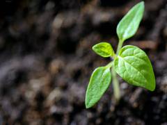 
      
      Plant fibers for sustainable devices: Research
      
      
