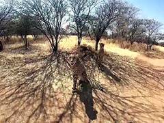 
      
      2 cheetahs released into acclimatization enclosure
      
      