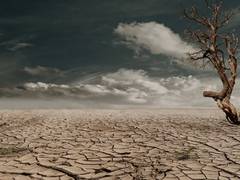 
      
      Complexity of dryland dynamics under changing climate explored
      
      