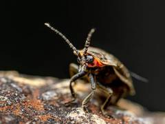 
      
      Entomologists issue warning about effects of climate change
      
      