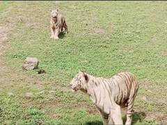 
      
      Chhattisgarh: Visitors flock to Maitri Bagh Zoo to see baby tiger
      
      