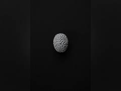 
      
      Differences between brains of primates are small but significant
      
      