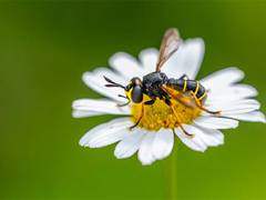 
      
      Research: Fertilisers affect how bees see flowers
      
      