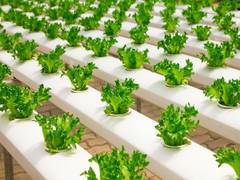 
    Healthy plant-based meals are better for environment: Study
    