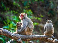 
      
      A good friendship a day keeps gut-diseases away
      
      
