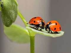 
      
      Research: How insects will be affected by climate change
      
      