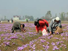 
      
      Advanced facility drives promotion of saffron cultivation in J&K
      
      